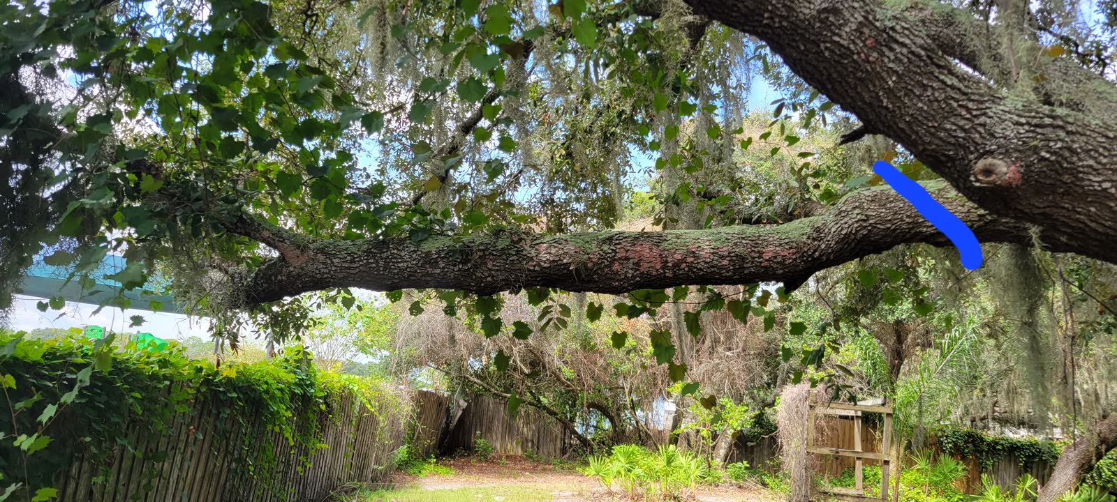 Thick tree limb marked with a blue cut line for planned strategic pruning